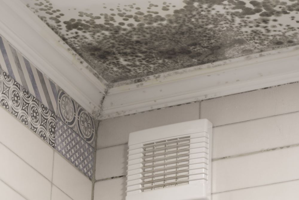 toxic-black-mould-on-white-bathroom-ceiling